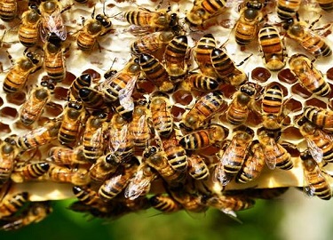 पीक उत्पादन वाढवायचे? तर मग मधमाश्‍यांची घेऊ काळजी!