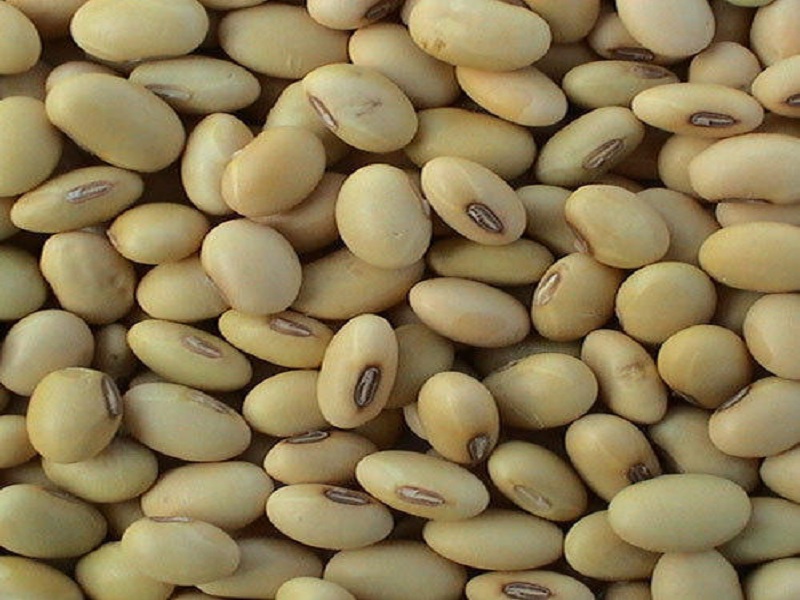 soyabioen seed