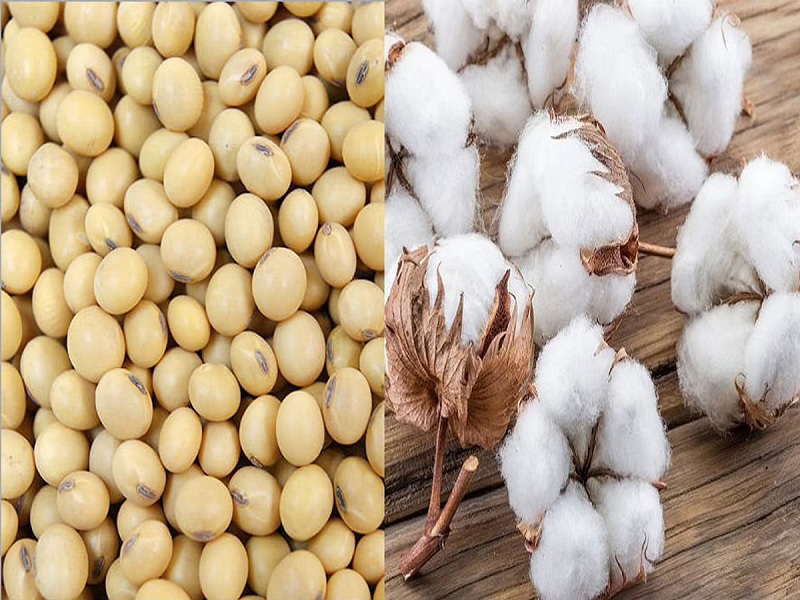 cotton and soyabioen
