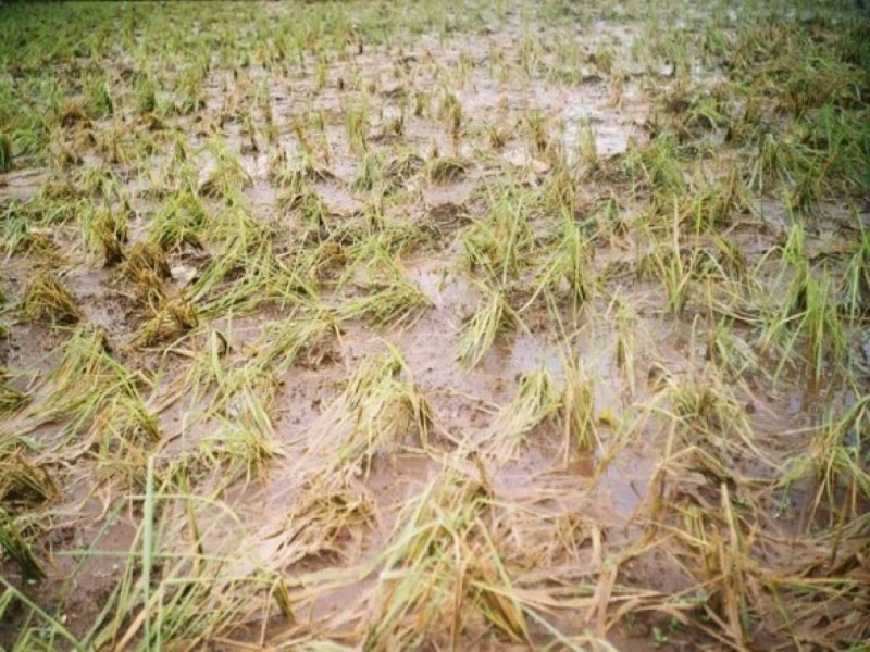 heavy rain affected crop