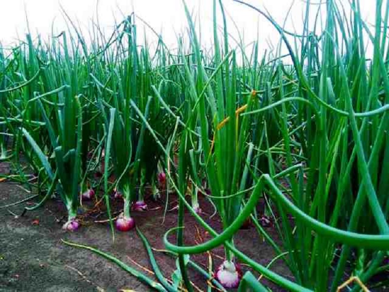 राहुरी कृषी विद्यापीठाने विकसित केलेल्या यंत्राच्या साह्याने केली कांदा लागवड,वाचवले एकरी आठ हजार रुपये 