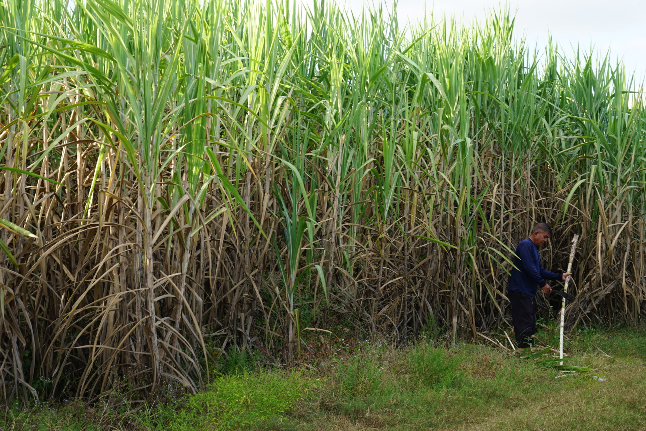 sugarcane worker