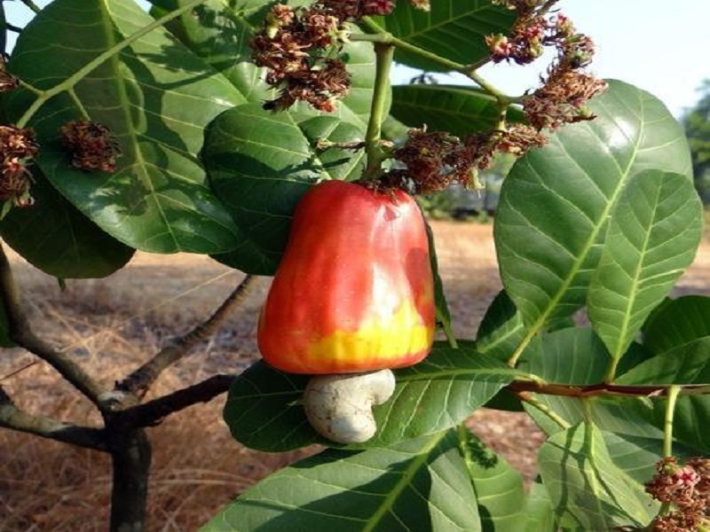 cashew crop
