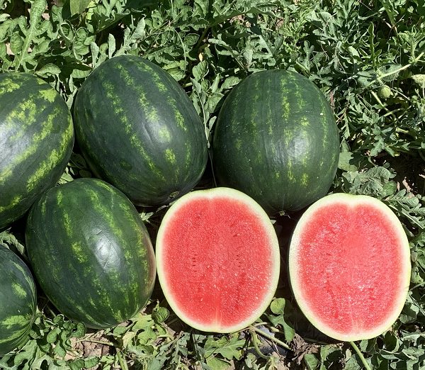 watermelon