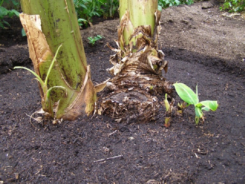 root of banana crop