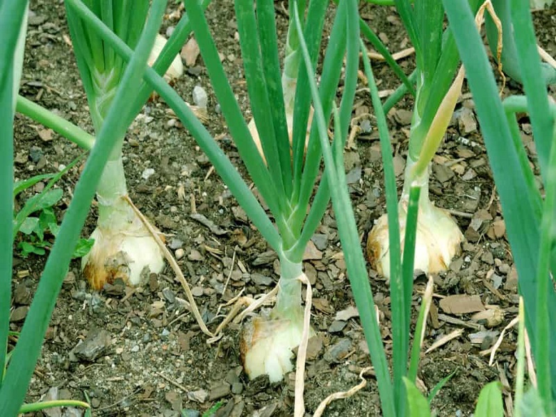white onion crop