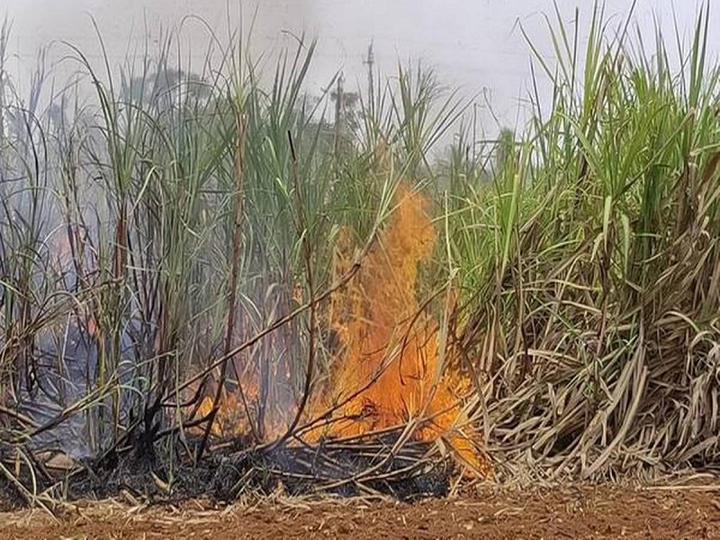sugarcane burn in satara