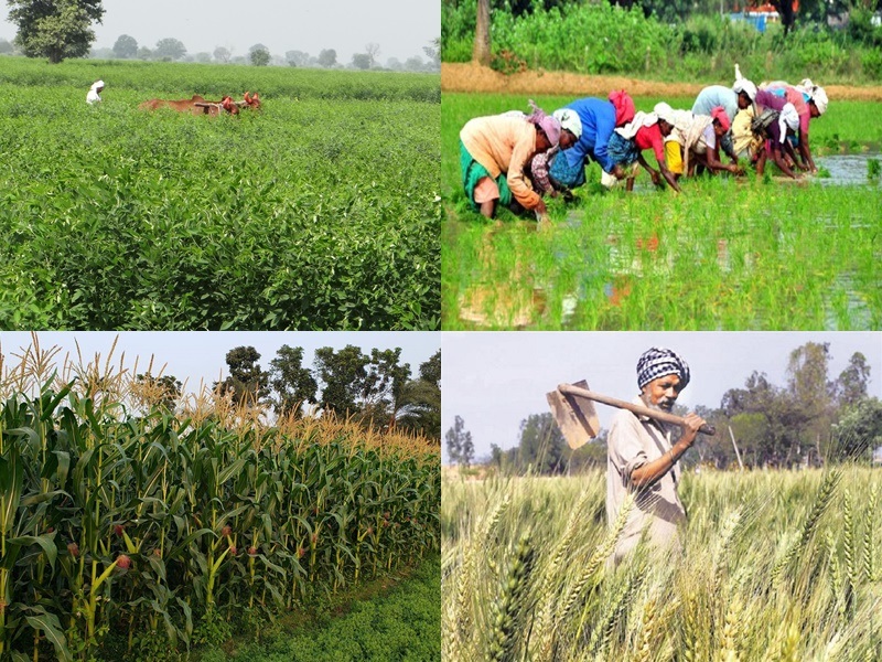 Aadhaar number to agriculture