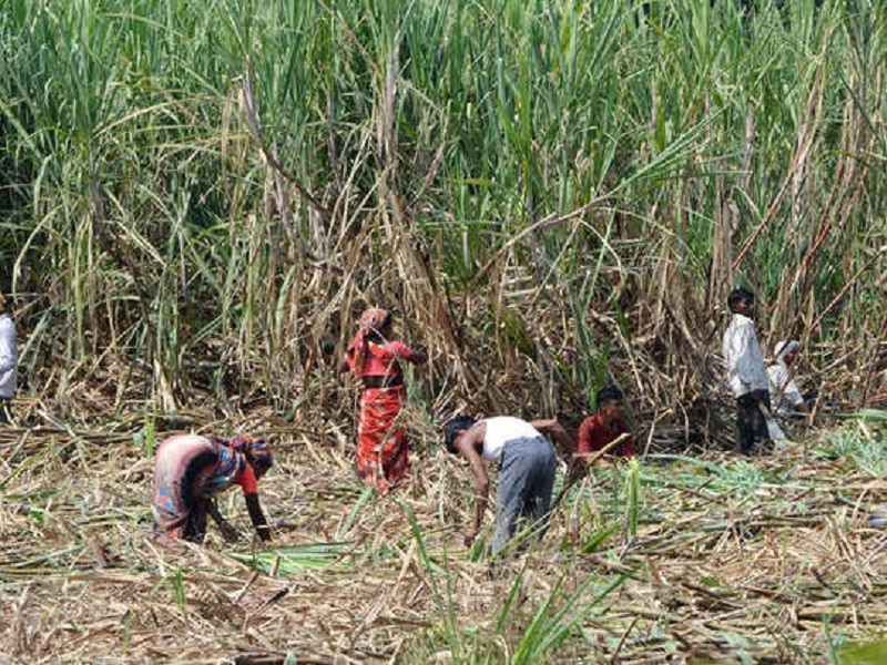 cane crop cutting