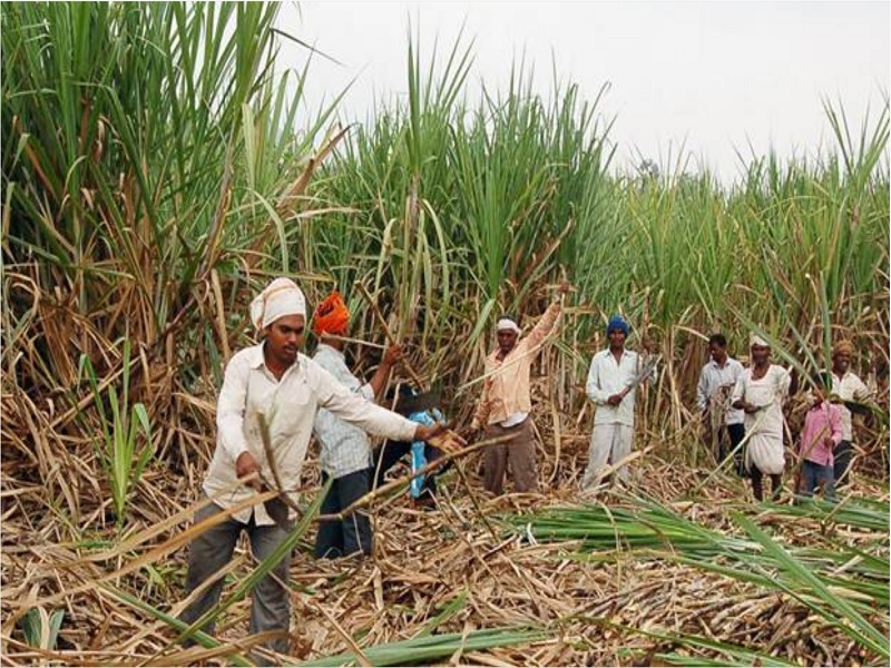 sugarcane workers