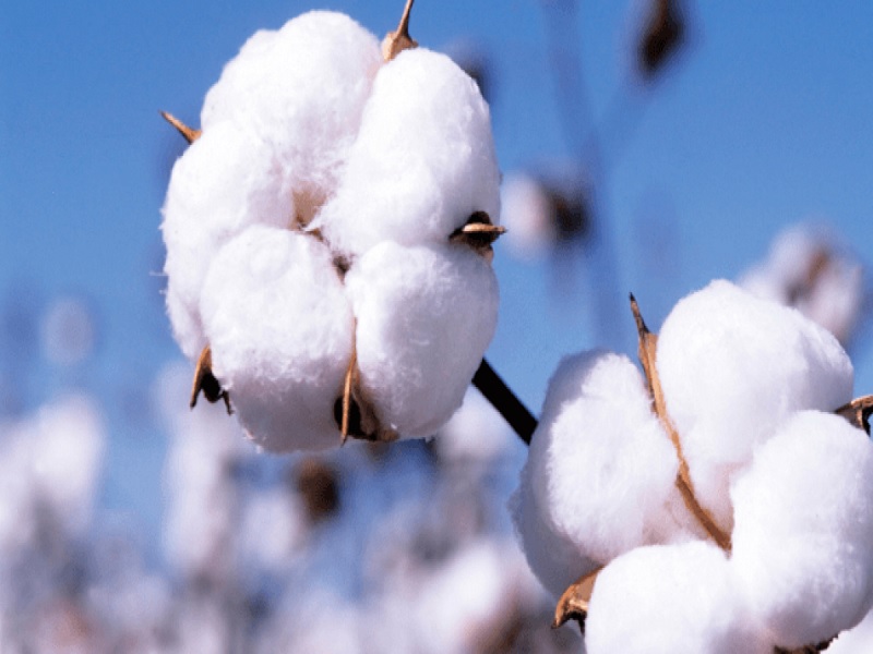 the cotton crop