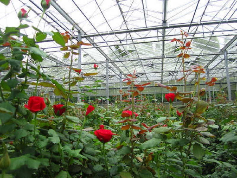 rose cultivation in greehhouse