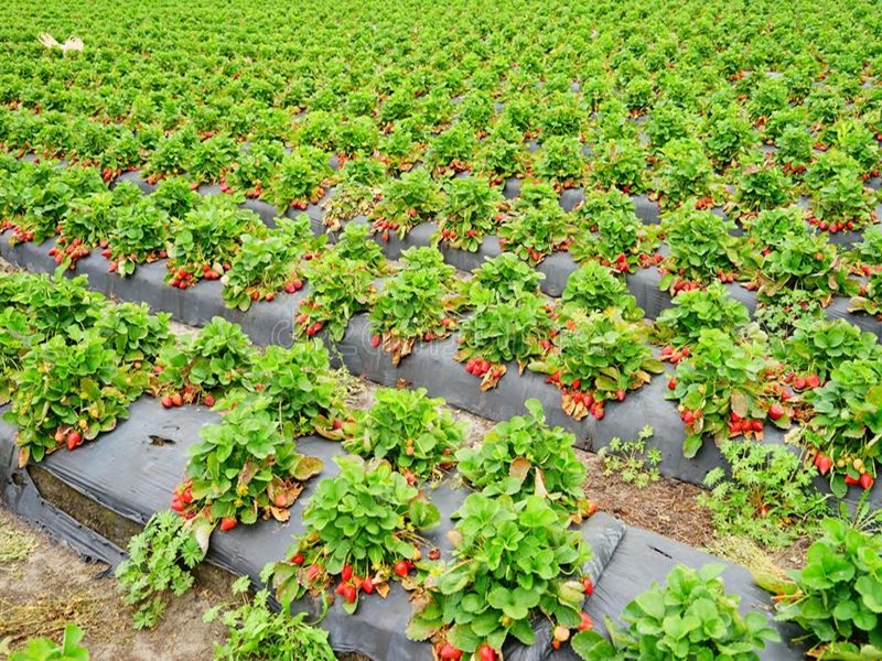 strawberries  farming