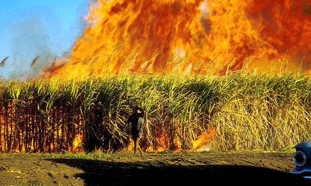 sugarcane ruined because of fire