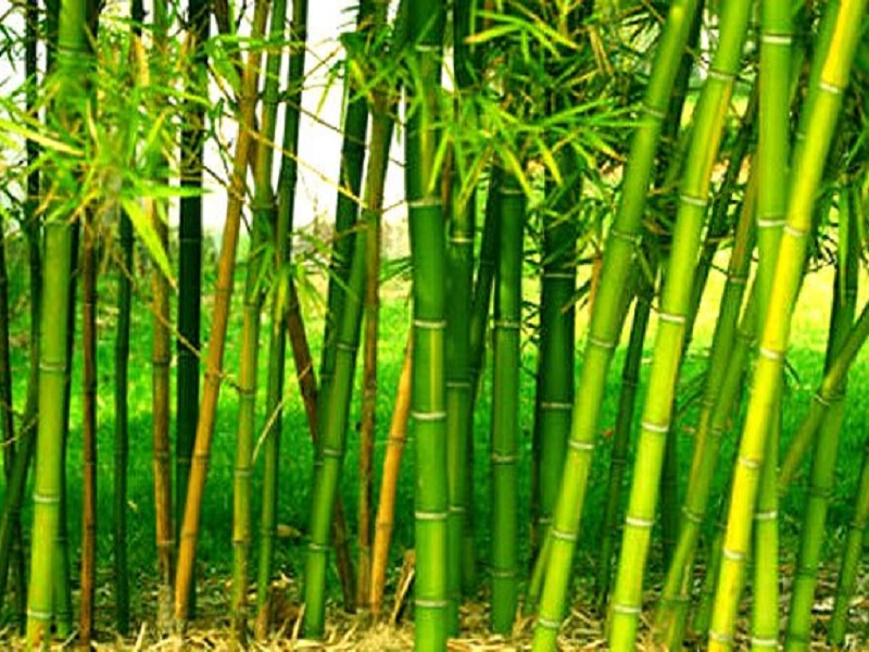 the bamboo tree