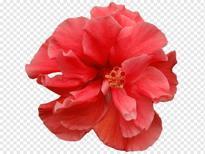 japani kail flower