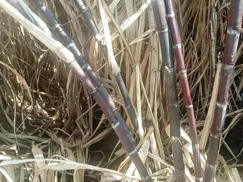 black sugarcane