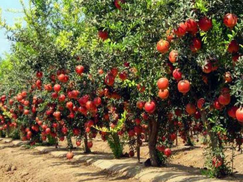 Pomegranate orchard