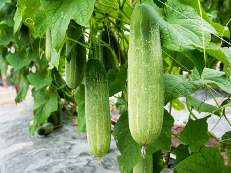 cucumber crop