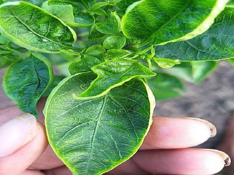 leaf curl virous on chilli