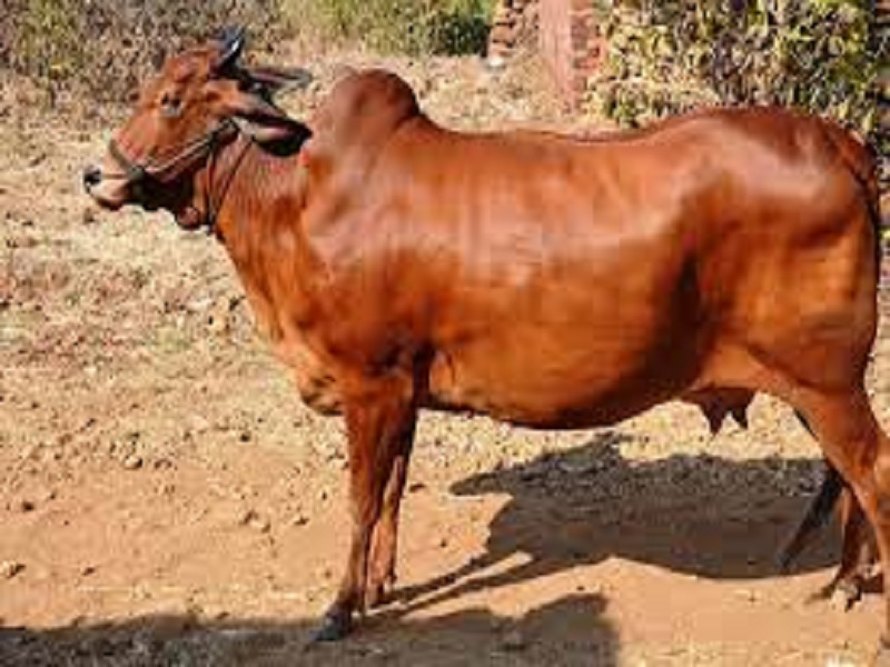 red kandhaari cow