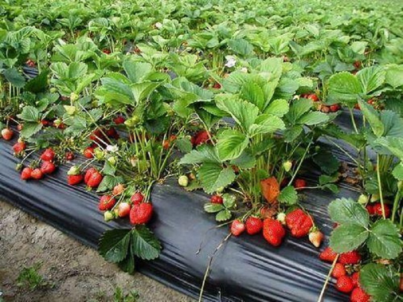 a woman farmer started strawberry farming