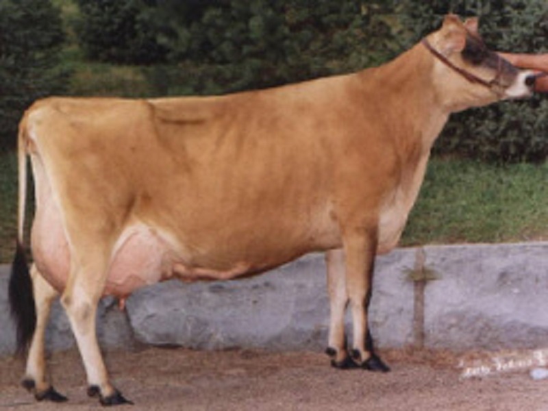 hybrid cow jersy