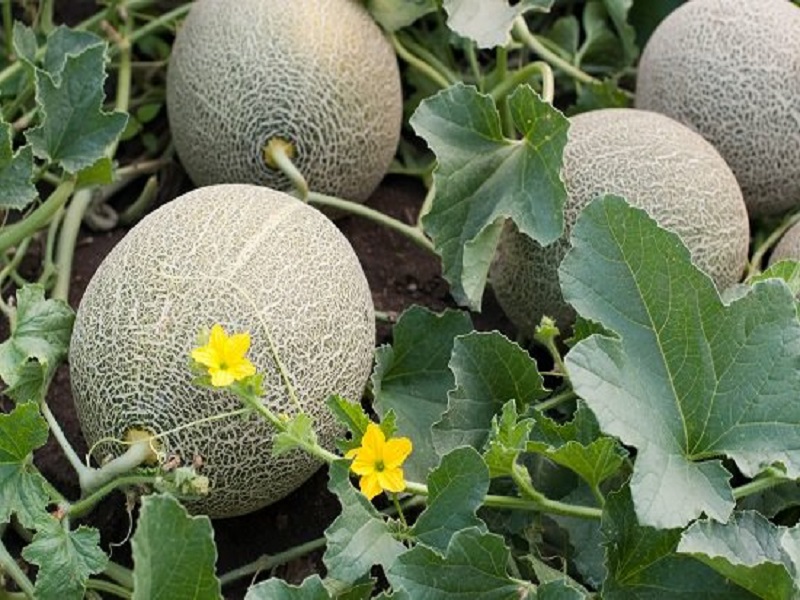 melon farming