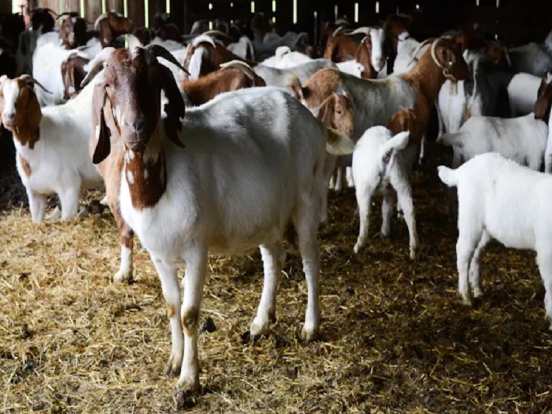 Goat Herd Scheme