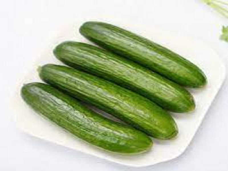 netherland cucumber
