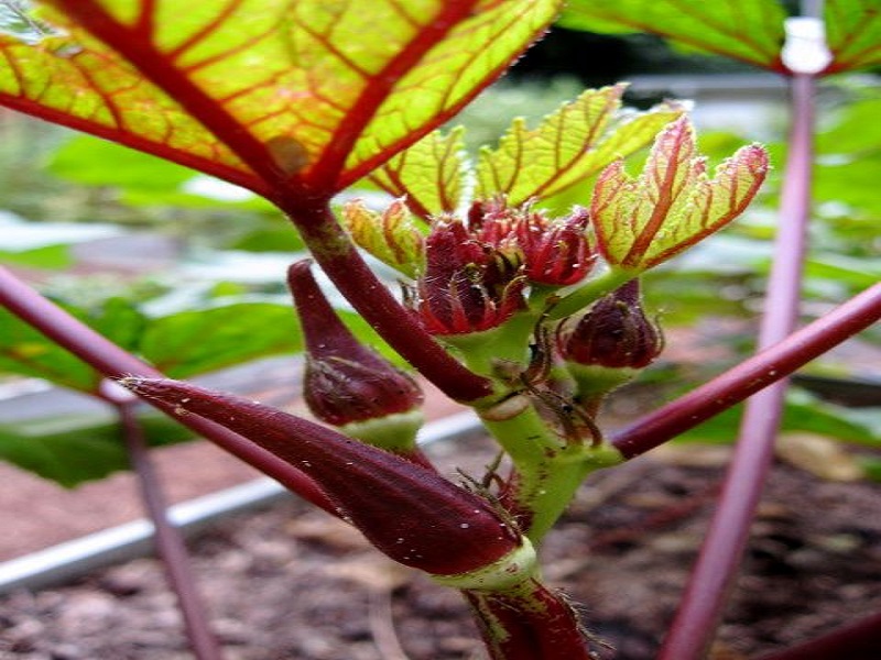 red okra crop