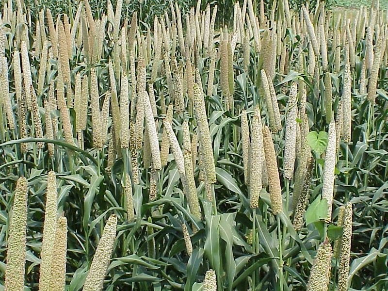 millet crop
