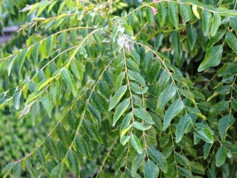 curry leaves crop