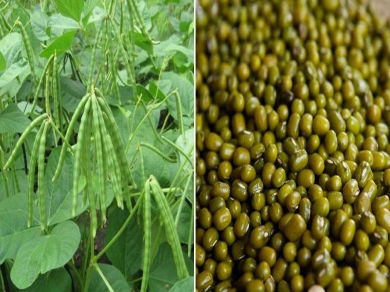 moong cultivation