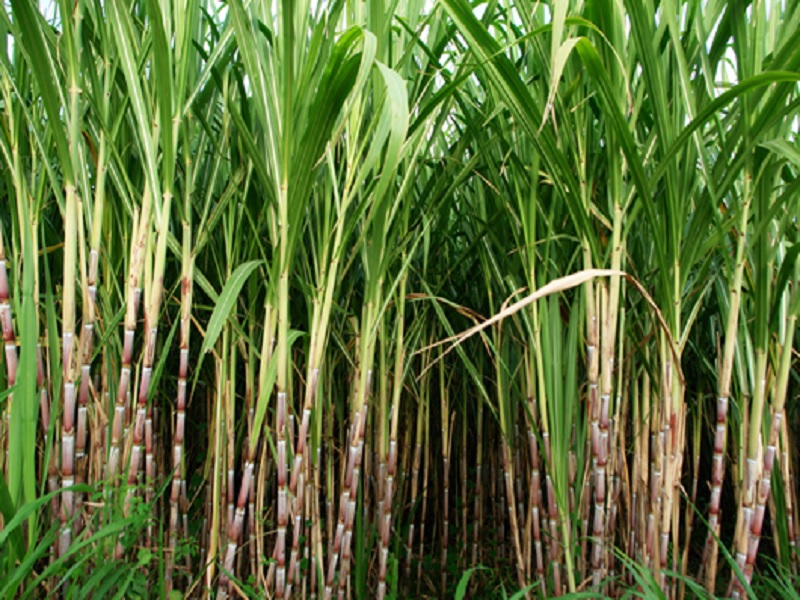 frp of cane crop