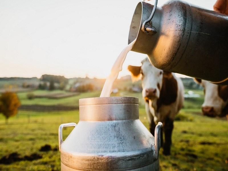 cow milk rate is growth