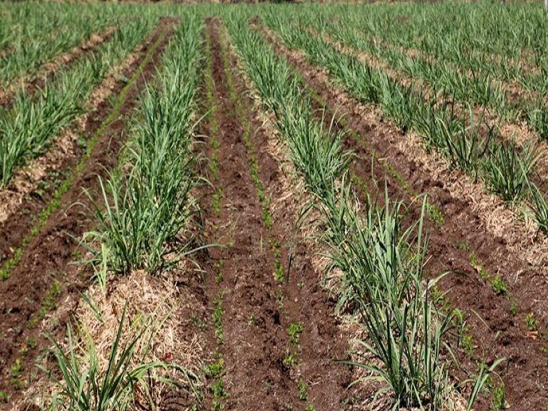 intercrop in cane crop