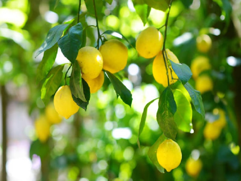 fertilizer management of lemon orchred