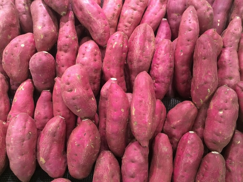 sweet potato production