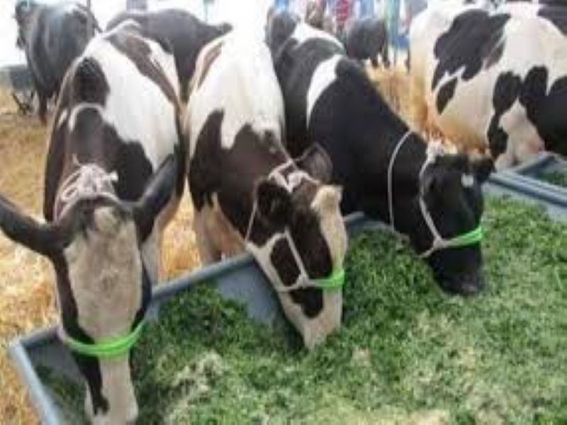 Punjabi cows