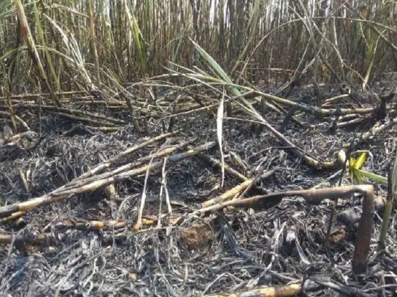 Burn 400 acres of sugarcane in Beed