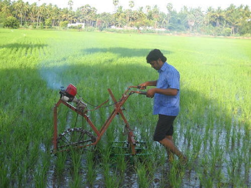 cono weeder machine in paddy farming