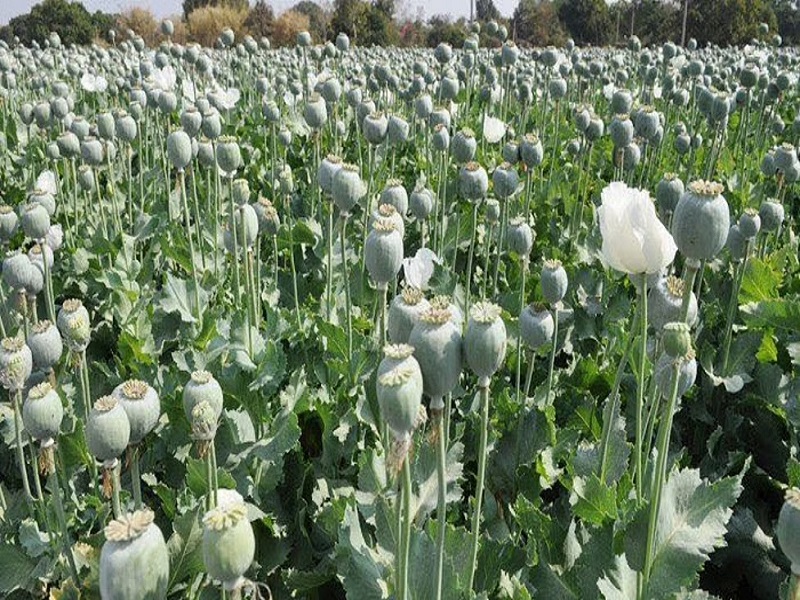 farmer arrest due to opium cultivation