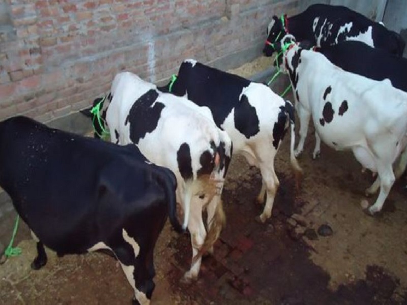 this medicinal plant useful for improve fertility capacity in cow