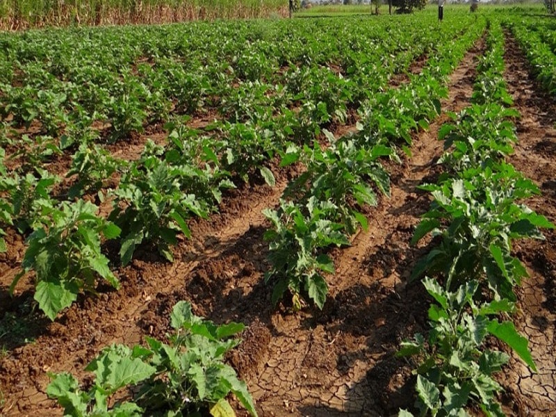vegetable crop management in summer condition