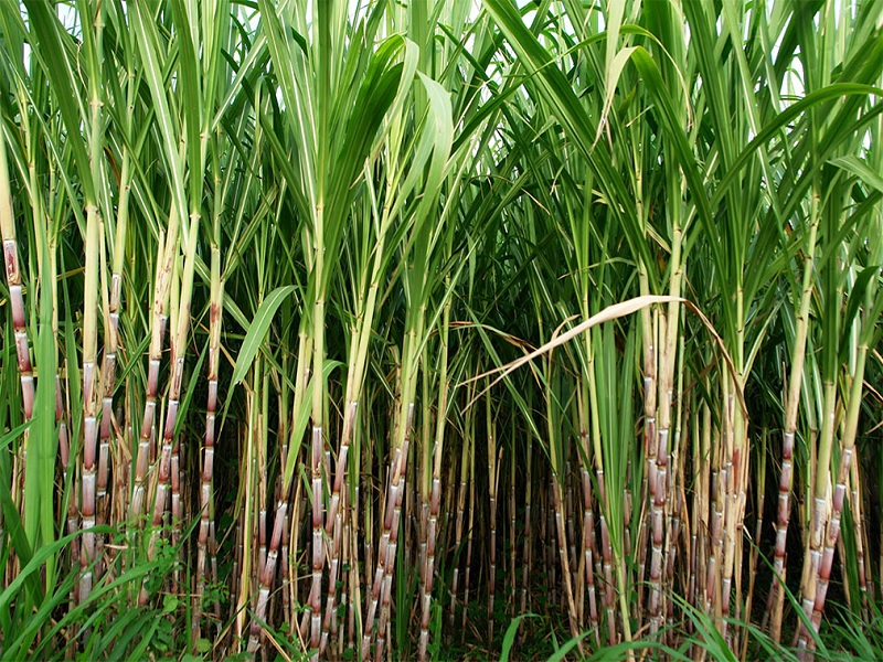 Padalkar Khot is now in the field for sugarcane growers
