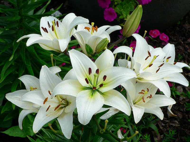 lily flower crop cultivation