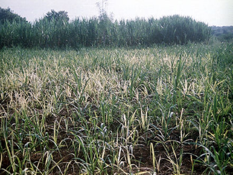 black spot disease in cane crop