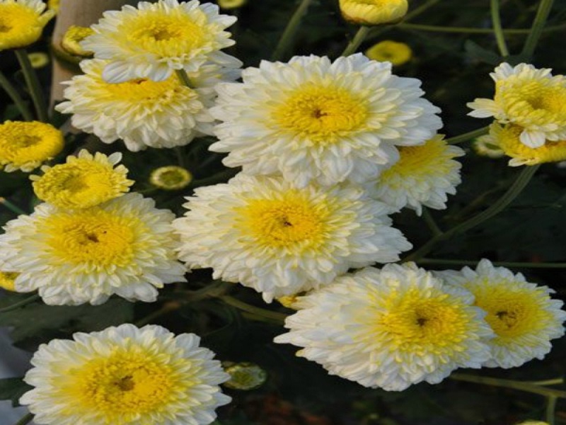 chrysanthe cultivation
