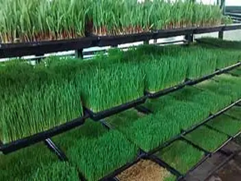 hydroponics technology